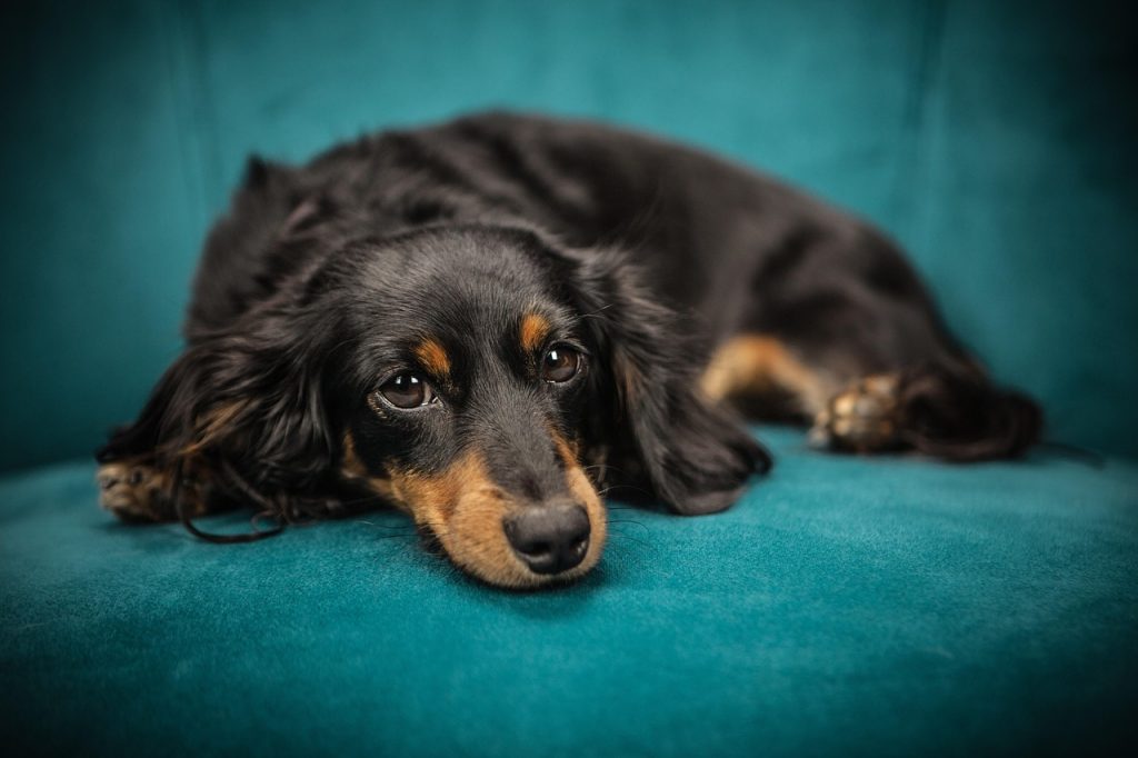 dog, puppy, sofa, pet, animal, lying down, canine, nature, domestic, domestic dog, portrait, dog portrait, mammal, animal portrait