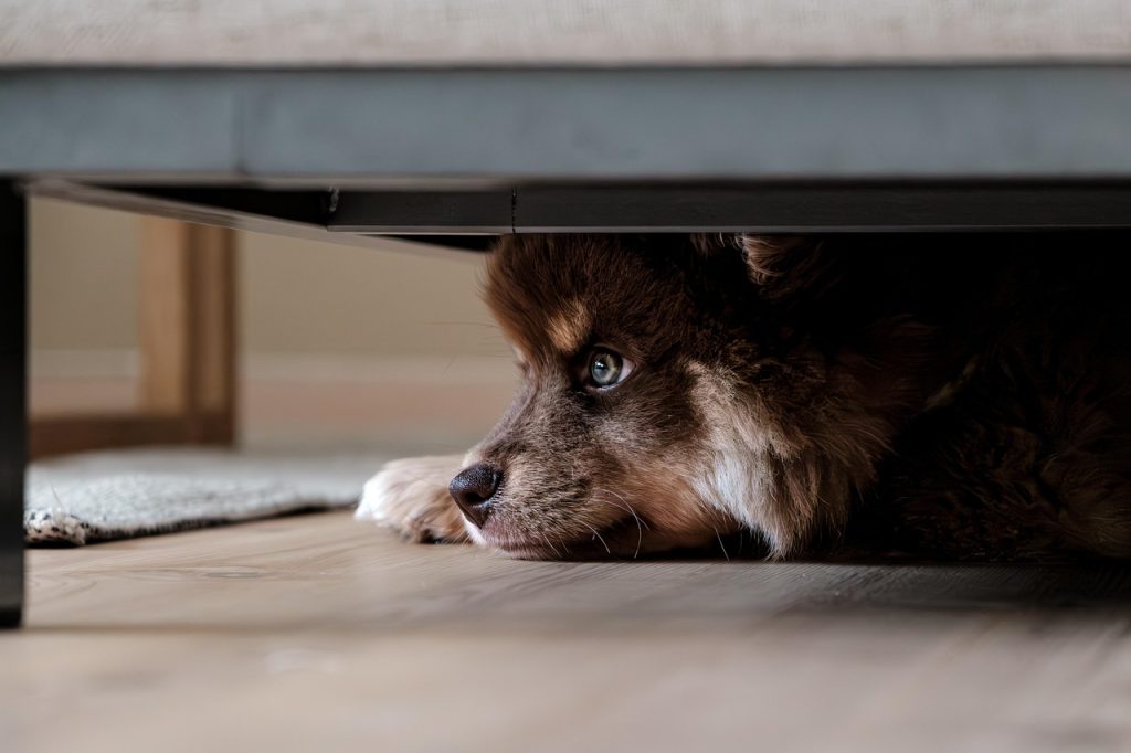 finnish lapphund, dog, puppy, lapphund, nature, pet, animal, young dog, domestic dog, canine, mammal, portrait, cute
