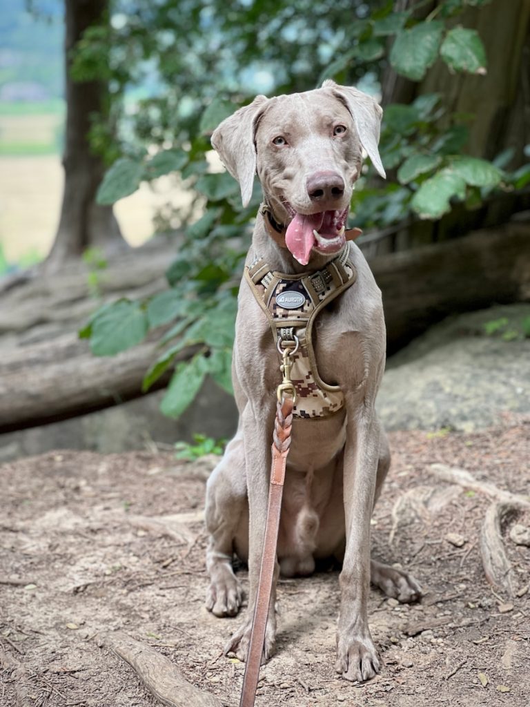 a dog sitting on the ground with its tongue out
