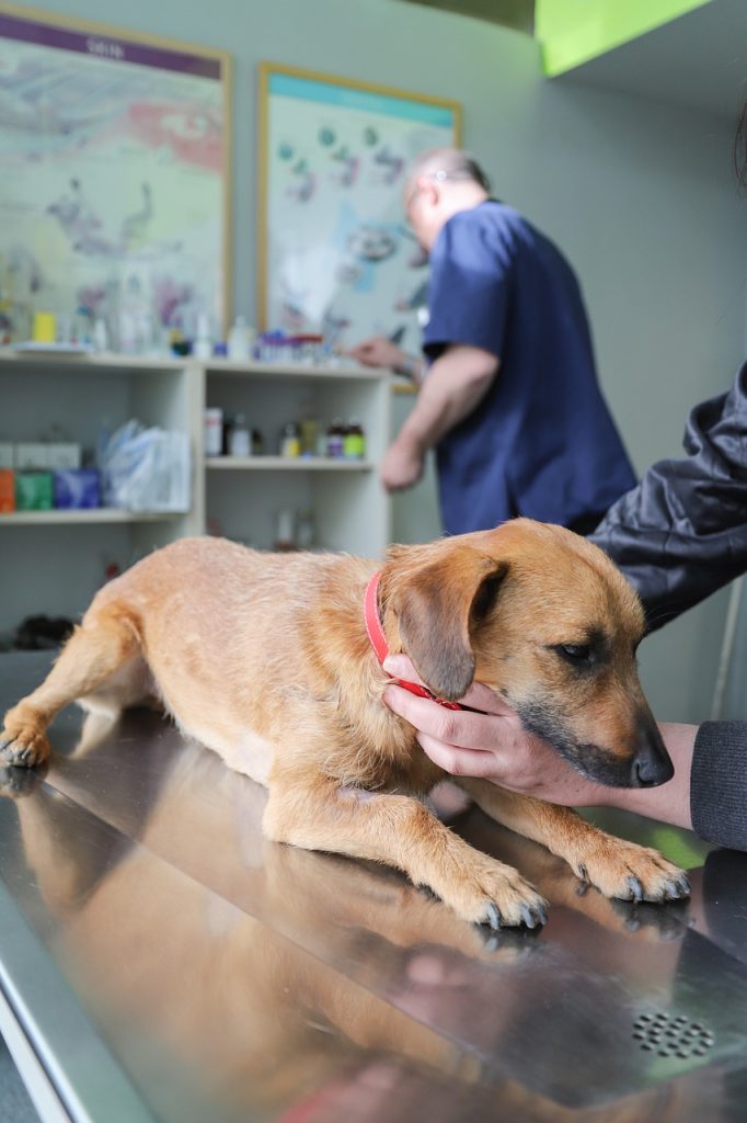 veterinarian, examination dog, ambulance, nature, clinic, pets, dog, health, prevention, animal, pet, diagnosis, dog diseases, vaccination, care, treatment, petcare