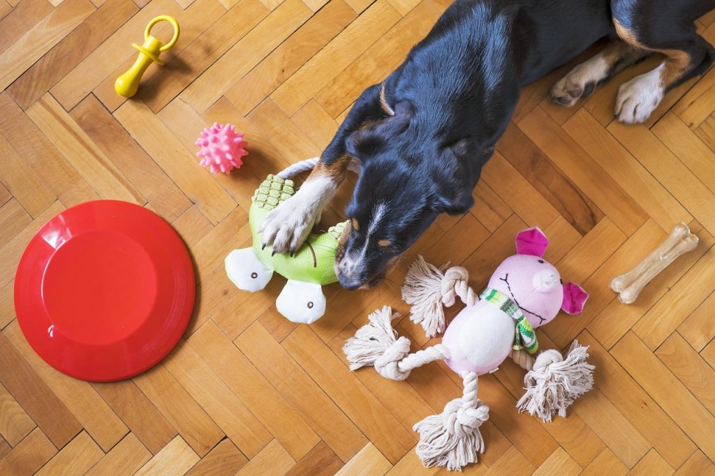 dog toys, pet, dog playing, dog chew toy, dog frisbee, dog rope, dog bone, dog ball, animal, dog, puppy